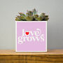 'Love Grows' Valentine's Plant Pot And Houseplant, thumbnail 7 of 7