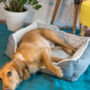Luxury Neutral Fleeced Dog Bed, thumbnail 4 of 4