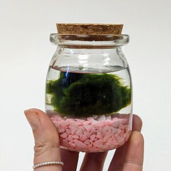 Marimo Moss Ball Kit Plant Lover Gift, 4 of 12
