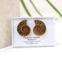 Cleoniceras Ammonite Fossil Pair, thumbnail 6 of 10