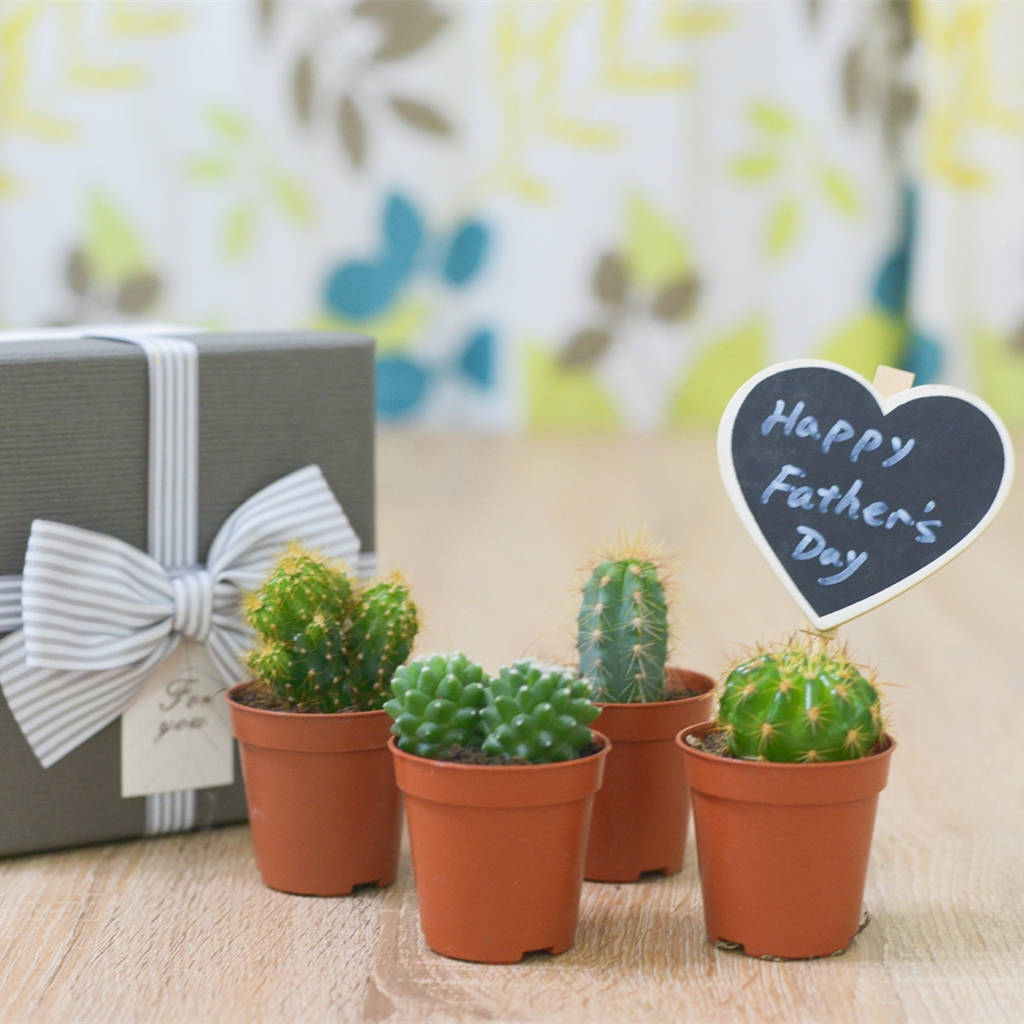Succulents Or Cacti House Plant Father's Day Gift Box By