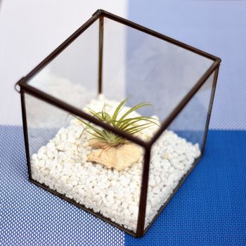 Glass Cube Air Plant Terrarium, 3 of 3