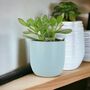 Crassula Money Plant In 12cm Pot – Air Purifying Gift, thumbnail 6 of 7