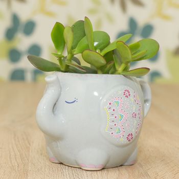 Elephant Mug Planter With A Succulent Mothers Day Gift, 4 of 7