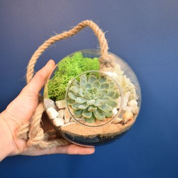 Glass Globe Terrarium Kit With Succulent Or Cactus Gift, 8 of 10