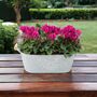 Purple Cyclamen Floral Gift In Metal Trough, thumbnail 1 of 3