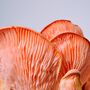 The Yorkshire Mushroom Emporium Experience For Two, thumbnail 2 of 10