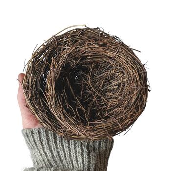 Decorative Natural Quails Eggs, Box Of 12, 11 of 12