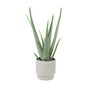 Aloe Vera Plant In 12cm Pot – Air Purifying Houseplant, thumbnail 9 of 9