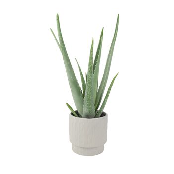 Aloe Vera Plant In 12cm Pot – Air Purifying Houseplant, 9 of 9