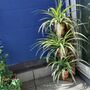 Vertical Plant Pot Stand, thumbnail 5 of 7