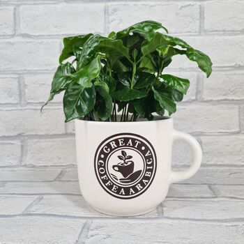 Giant Coffee Mug Planter Optional Coffee Plant Gift, 4 of 5