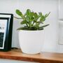 Crassula Money Plant In 12cm Pot – Air Purifying Gift, thumbnail 1 of 7
