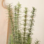 Faux Potted Rosemary Herb Plant, thumbnail 2 of 2