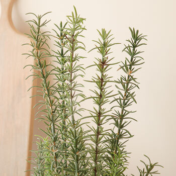 Faux Potted Rosemary Herb Plant, 2 of 2
