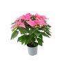 Pink Poinsettia In 13cm Pot – Festive Christmas Houseplant – Free Standard Gift Wrap, thumbnail 2 of 2