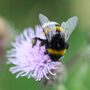 Festive Wildflower Seed Stocking Fillers, thumbnail 4 of 9
