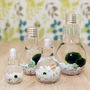 Japanese Marimo Moss Ball Terrarium In Light Bulb Vase, thumbnail 2 of 3