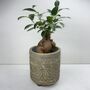 Ficus Ginseng Microcarpa Houseplant Bonsai Good Luck, thumbnail 9 of 9