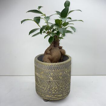 Ficus Ginseng Microcarpa Houseplant Bonsai Good Luck, 9 of 9