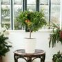 Citrus Calamondin Orange Tree In Decorative Pot, thumbnail 1 of 5