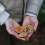 Foraging Experience Walk In The South Downs, thumbnail 5 of 12
