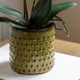 Orchid In Moss Ceramic Dot Pot, thumbnail 2 of 4