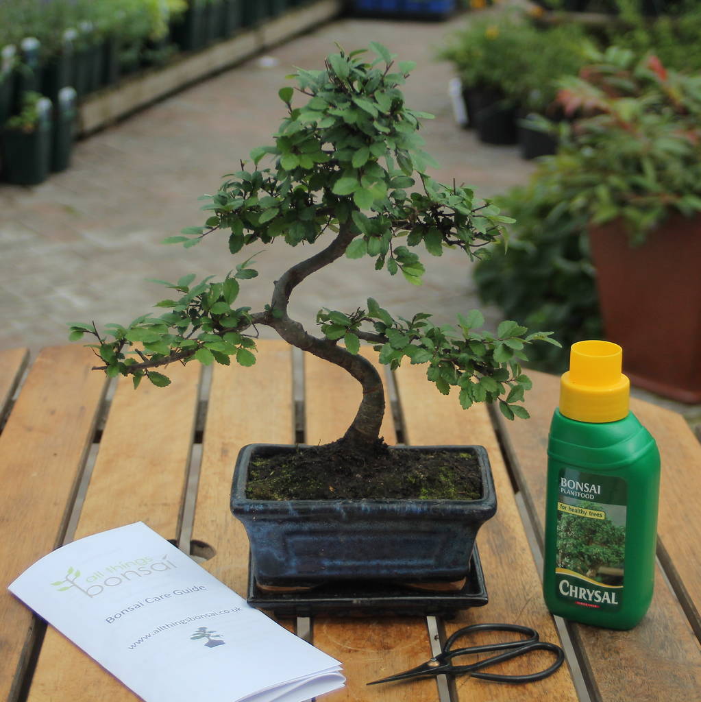 Eight Year Old Bonsai Tree Basic Gift Set By All Things