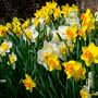 Daffodil 'Naturalizing Mix' 36 X Premium Spring Bulbs, thumbnail 2 of 5