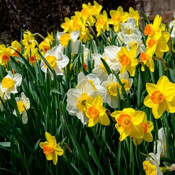 Daffodil 'Naturalizing Mix' 36 X Premium Spring Bulbs, 2 of 5