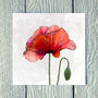 Poppy Flower Greetings Card, thumbnail 1 of 2