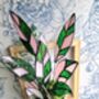 Stromanthe Princess Triostar Stained Glass Plant, thumbnail 2 of 4