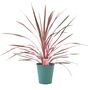 Cordyline Southern Splendour – Pink And Green Foliage, thumbnail 2 of 7