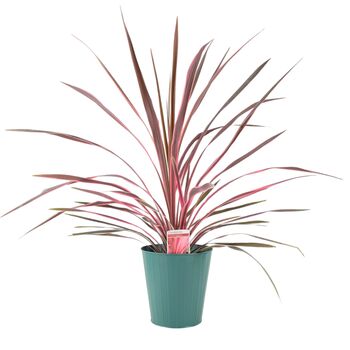 Cordyline Southern Splendour – Pink And Green Foliage, 2 of 7