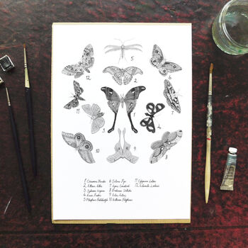 Archaeolepis Moth Art Print, 4 of 8