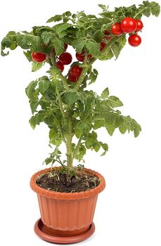 Tomato Multipack Five X Large Plants In Pots, 2 of 5