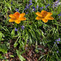 Two Cast Iron Daffodil Bird Feeders Garden Ornament, thumbnail 6 of 6
