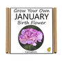 Unusual Birthday Gardening Gift. January Birth Flower, thumbnail 3 of 3