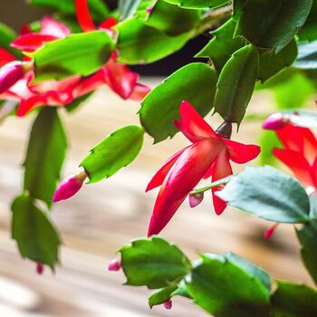 Christmas Cactus Red Caribbean Dancer Two X 13cm Pots, 6 of 6