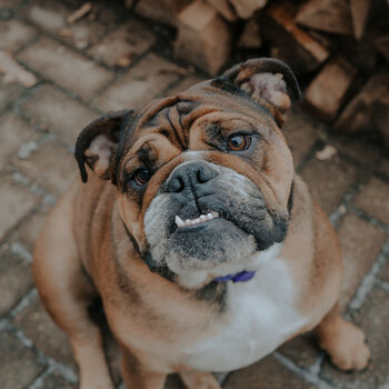 Personalised English Bulldog Mum Mother's Day Card, 3 of 5