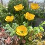 Buttercup Garden Stakes Set Of Five, thumbnail 1 of 5