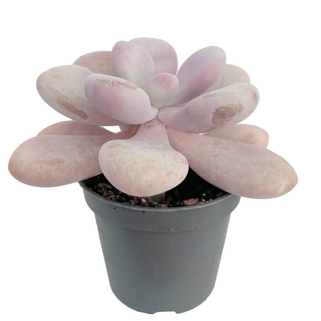Unusual Pink Moonstone Succulent House Plant In 6cm Pot By Clouds Hill