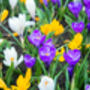 Spring Bulbs Crocus 'Mixed' 18 X Bulb Pack, thumbnail 6 of 6