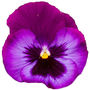 Flowers Pansy 'Neon Violet' Six X Full Plant Pack, thumbnail 1 of 5