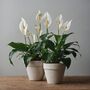 Houseplant Spathiphyllum 'Peace Lily' Three X 13cm Pots, thumbnail 5 of 5