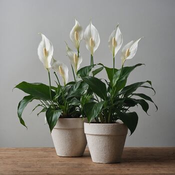 Houseplant Spathiphyllum 'Peace Lily' Three X 13cm Pots, 5 of 5