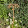 Sicilian Honey Garlic Flower, thumbnail 3 of 5