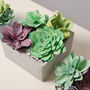 Paper Succulent Making Letterbox Gift Set, thumbnail 6 of 11