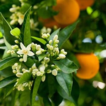 Large Citrus Tree Clementine One X Plant In 5 L Pot, 5 of 7