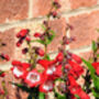 Penstemon Plants, 'Arabesque Red', thumbnail 5 of 7